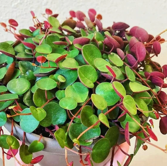 Ruby Cascade