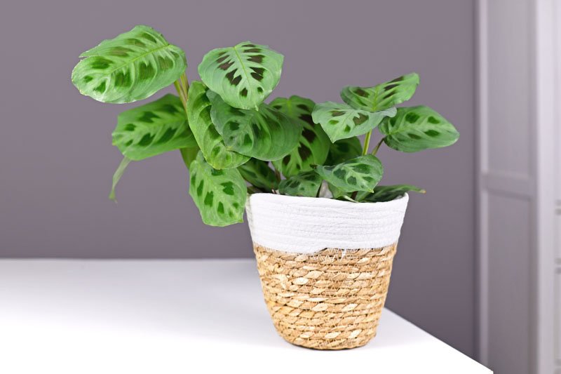 Rabbit Tracks Prayer Plant