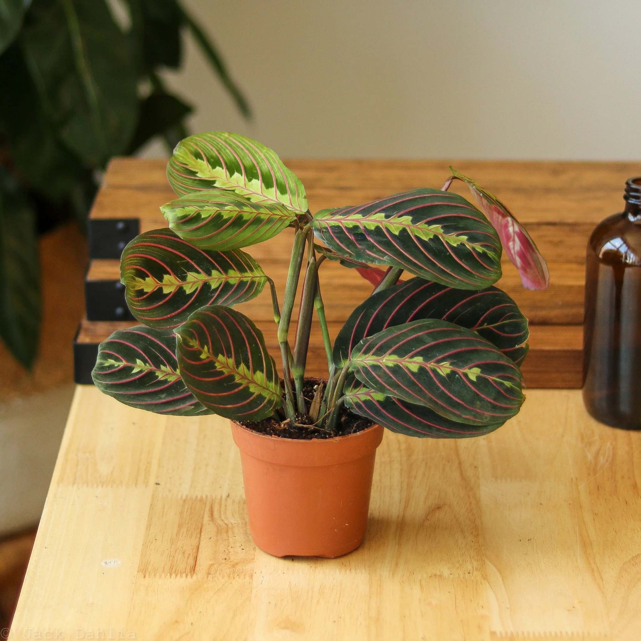 Red Prayer Plant
