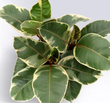 Rubber Plant Tineke