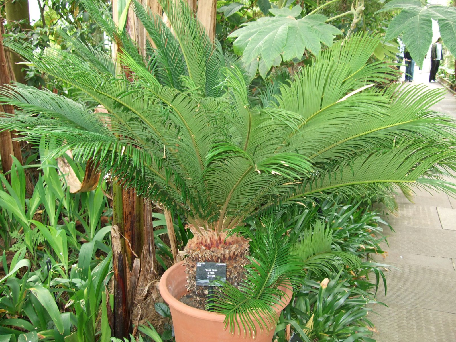 Sago Palm