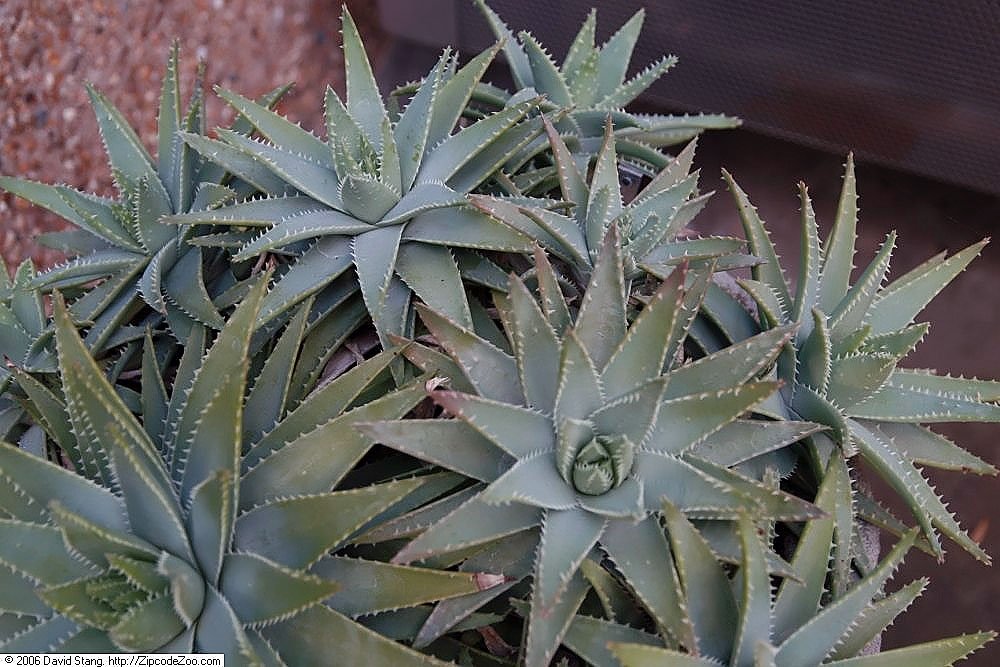 Short Leaf Aloe