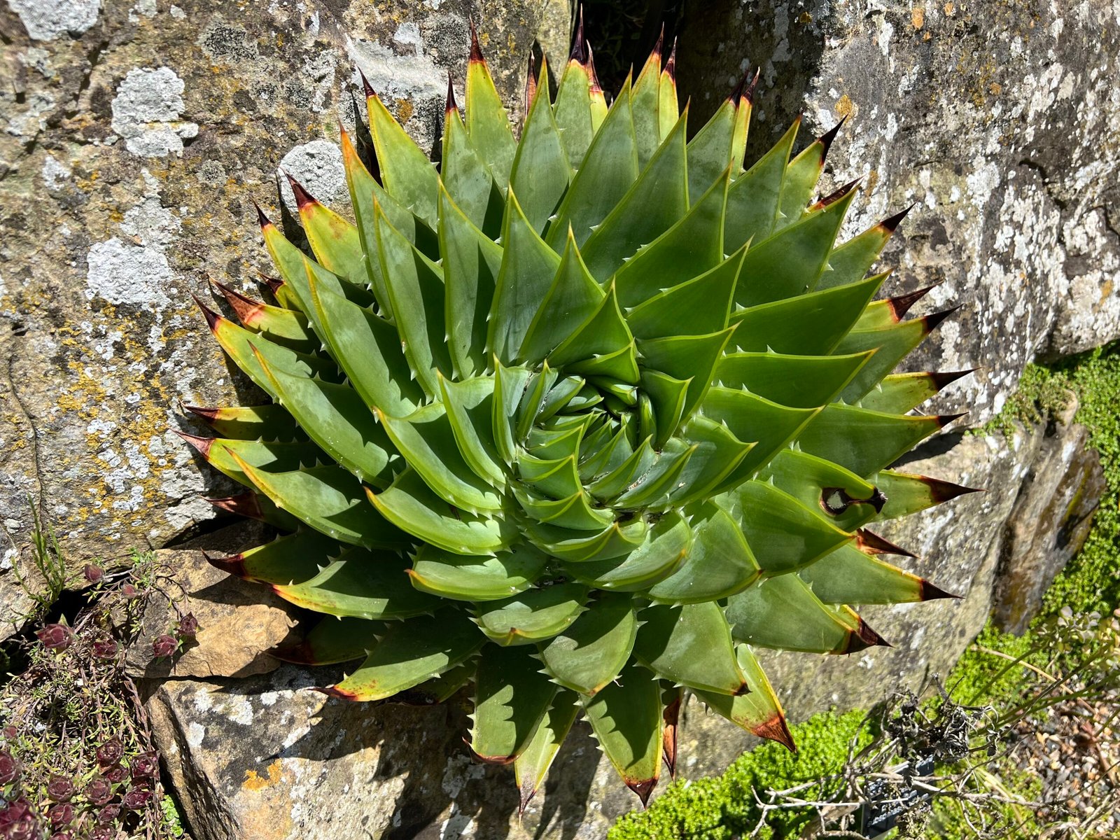 Spiral Aloe