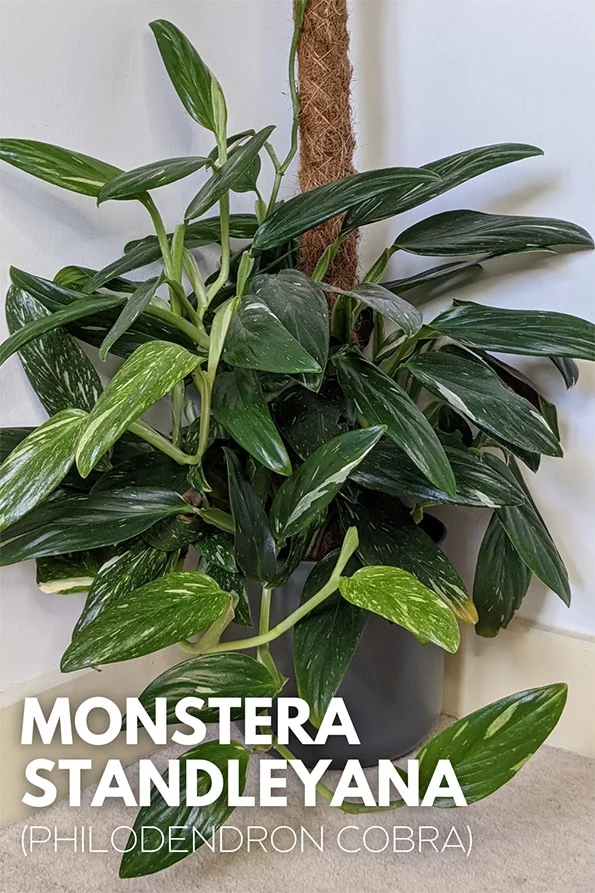 Standleyana