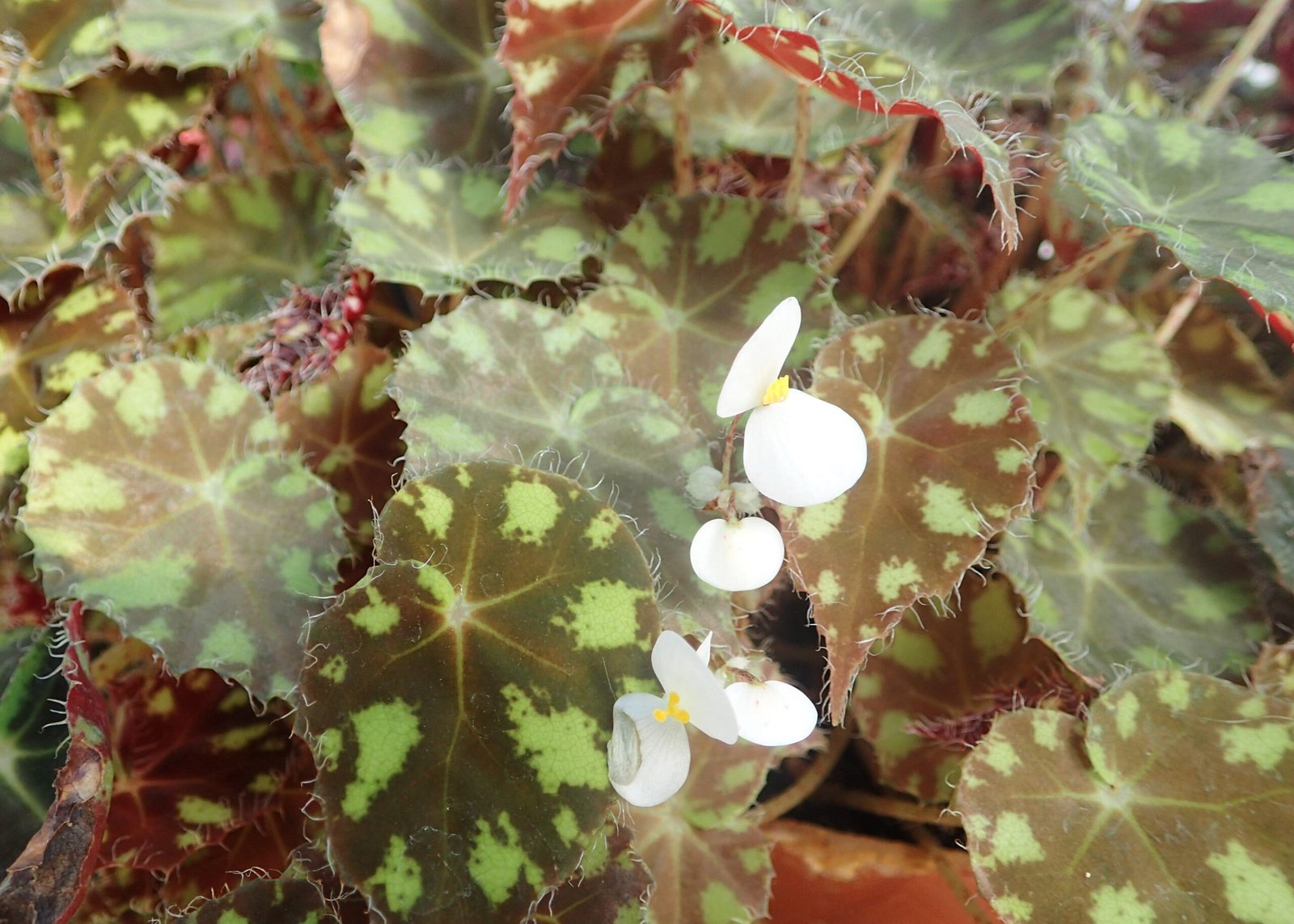 Tiger Paws Begonia