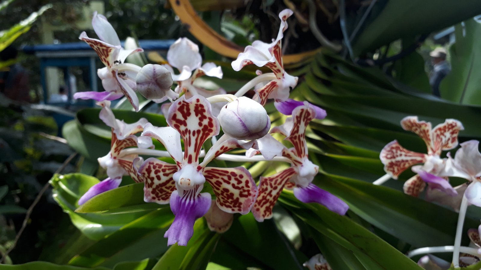 Vanda