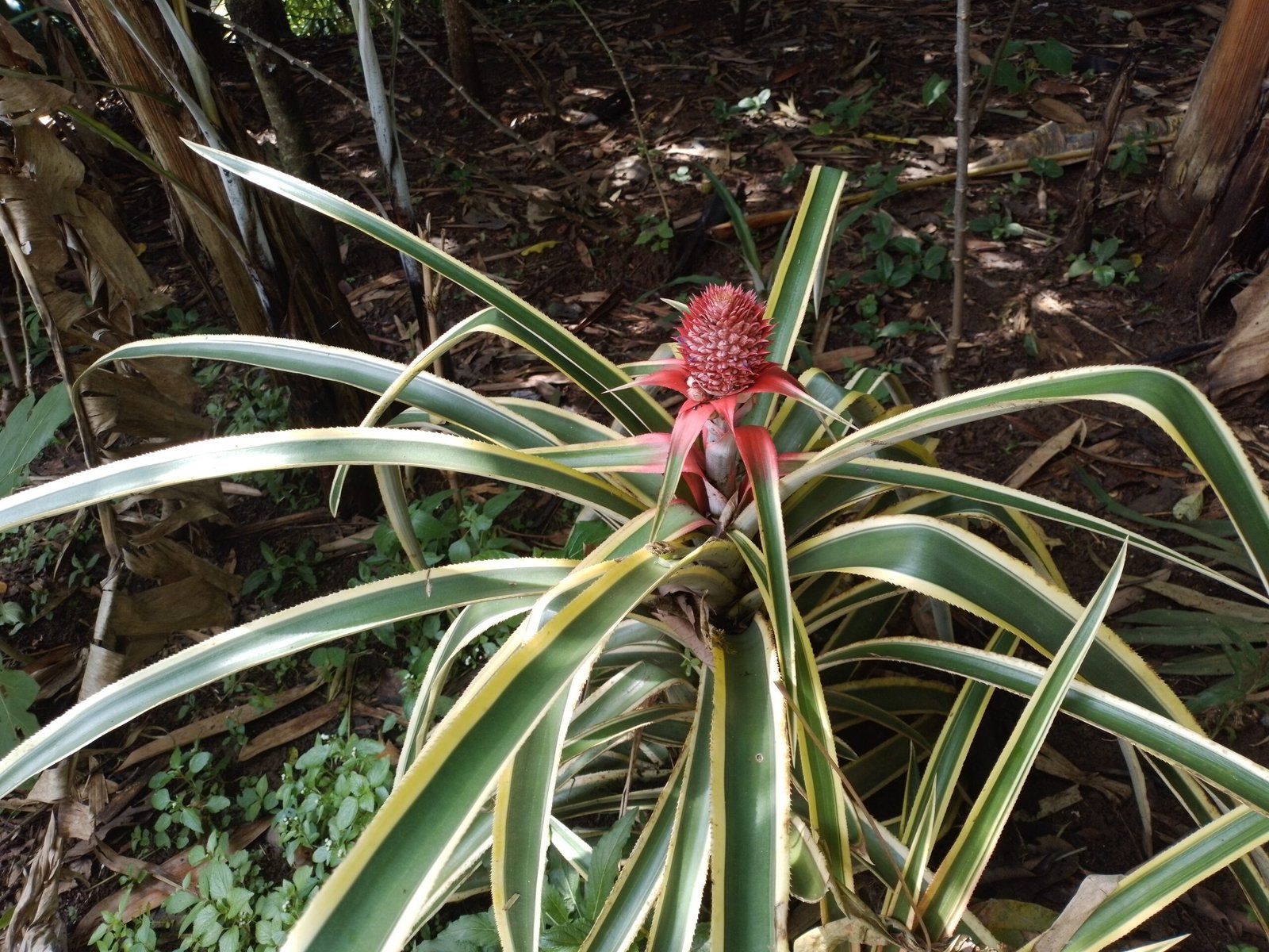 Variegated Pineapple