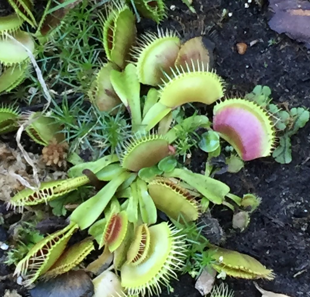 Venus Flytrap