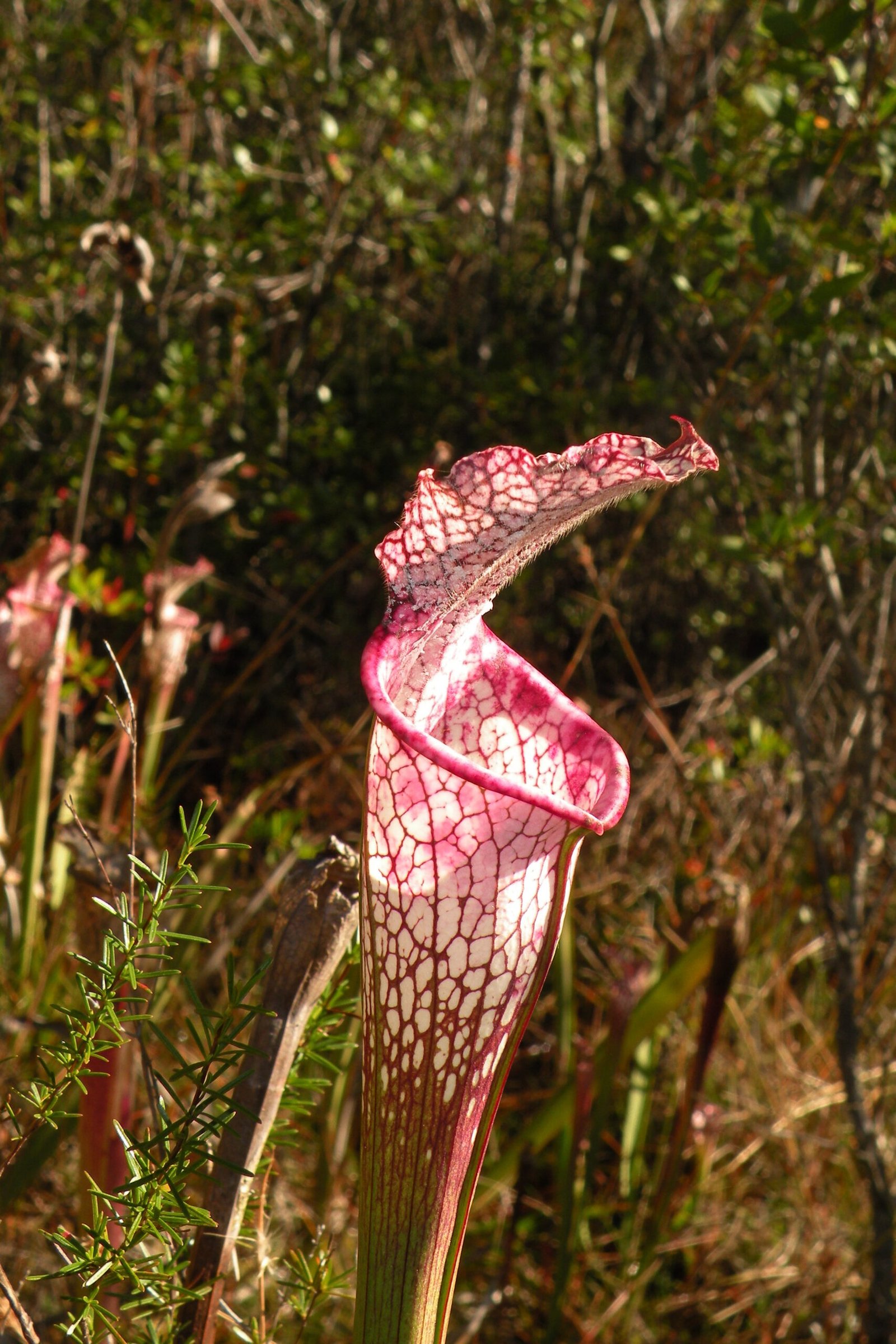White Top Pitcher
