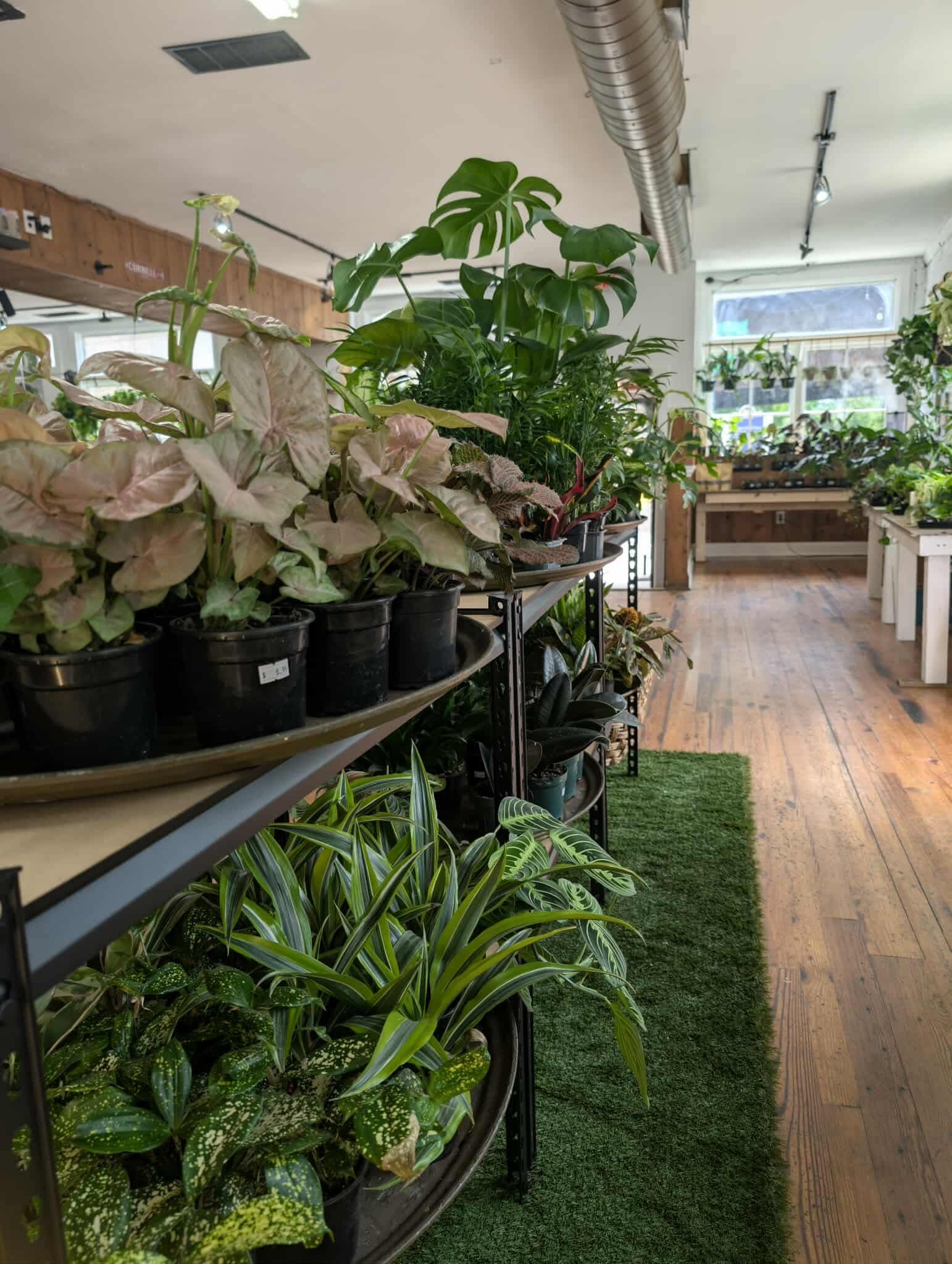 Healthy houseplants