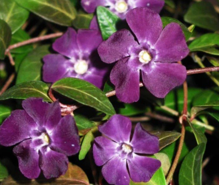 Atropurpurea