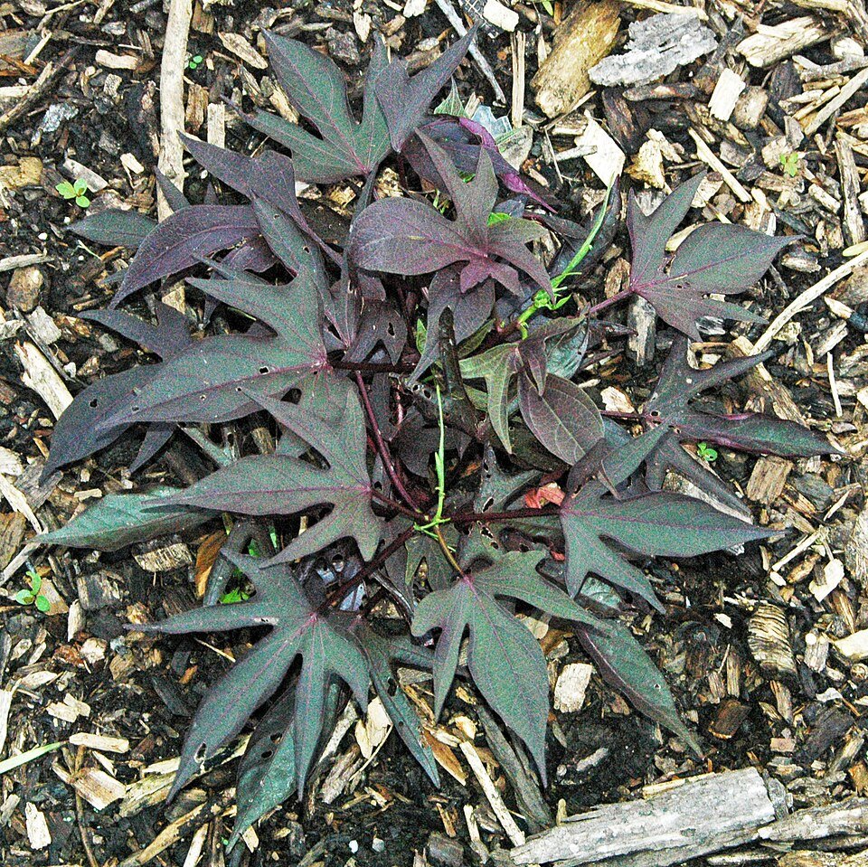 Black Sweet Potato