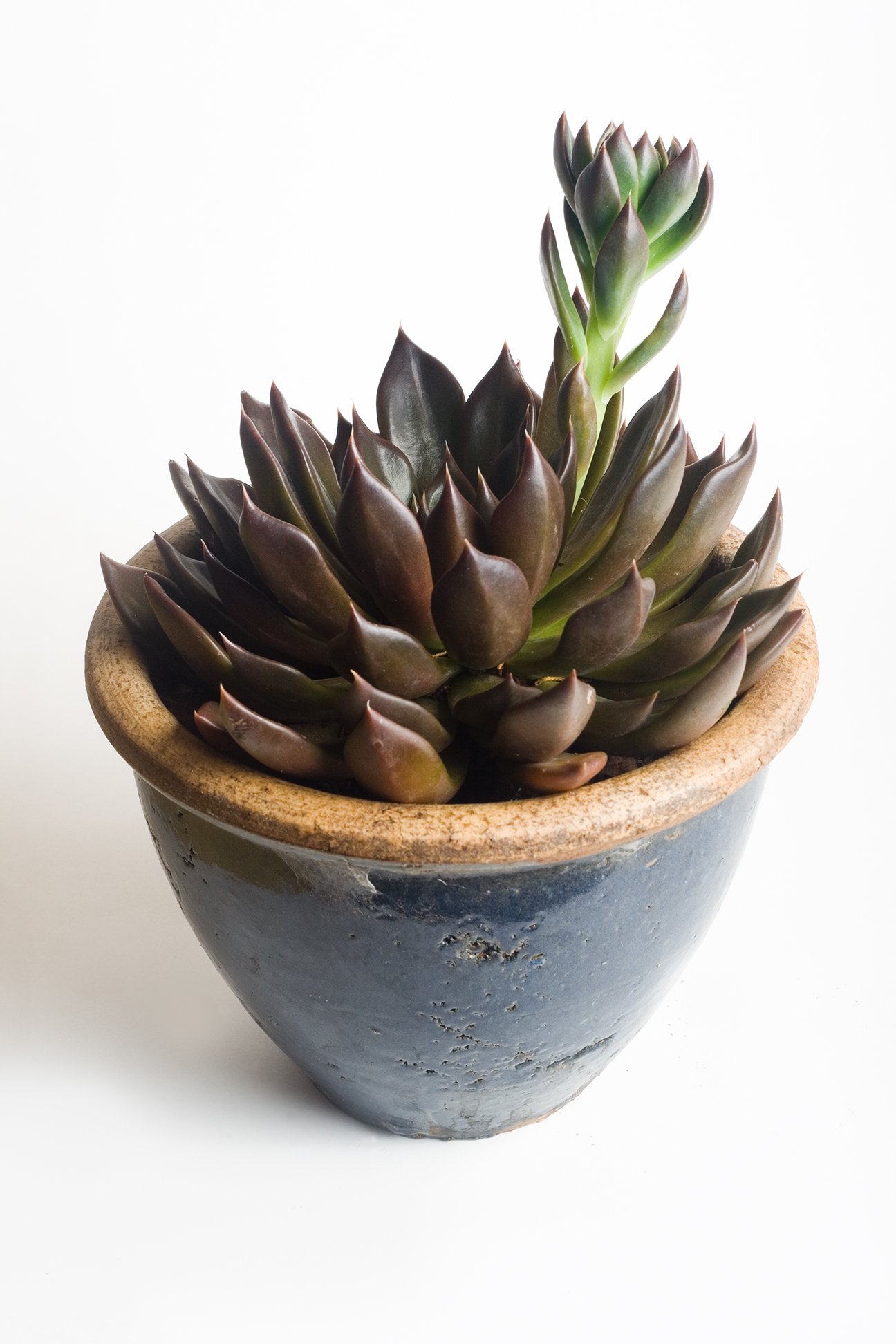 Black Prince