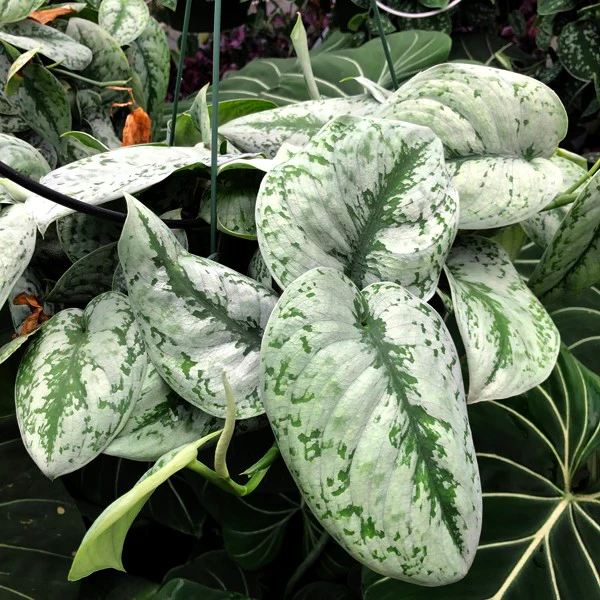 Exotica