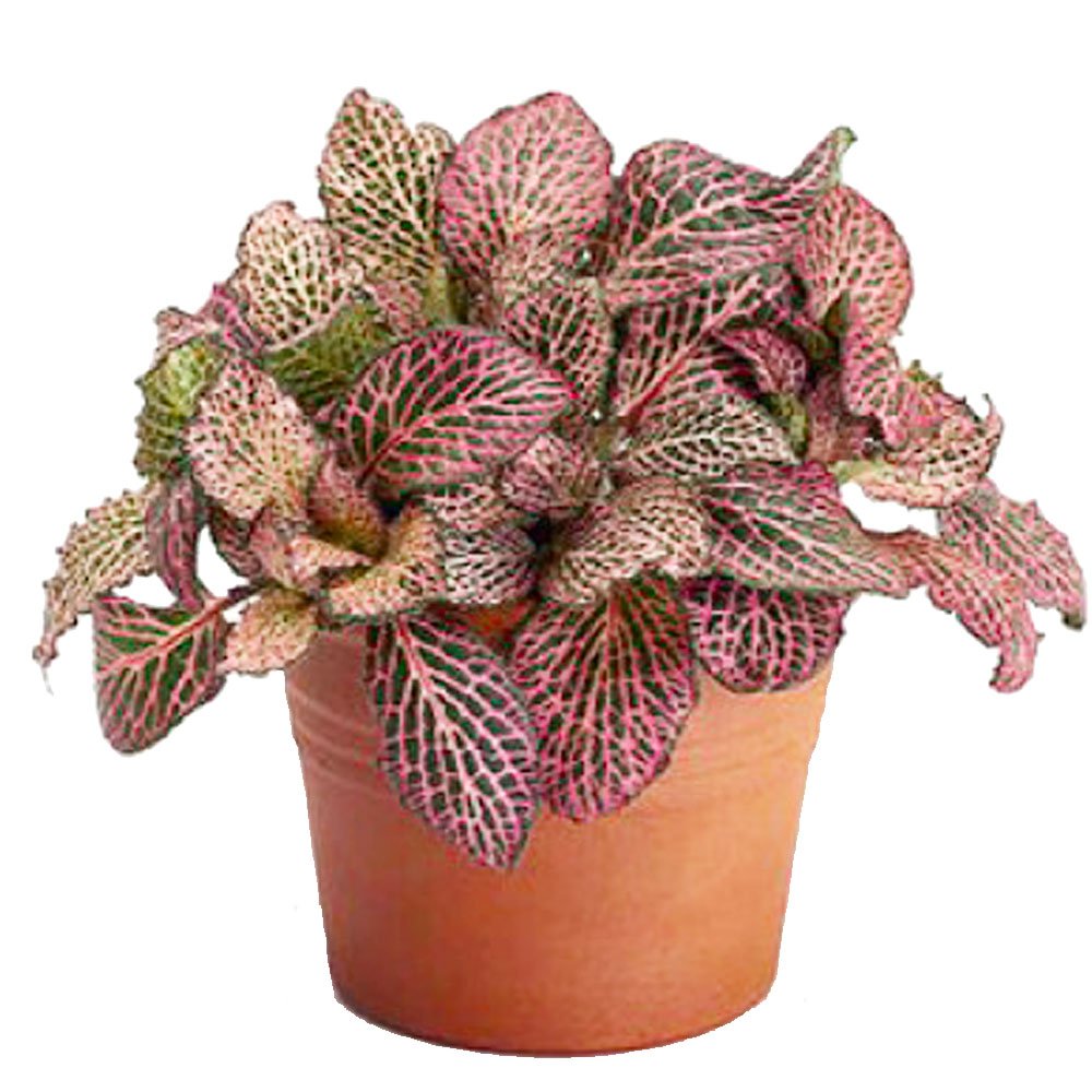 Fittonia