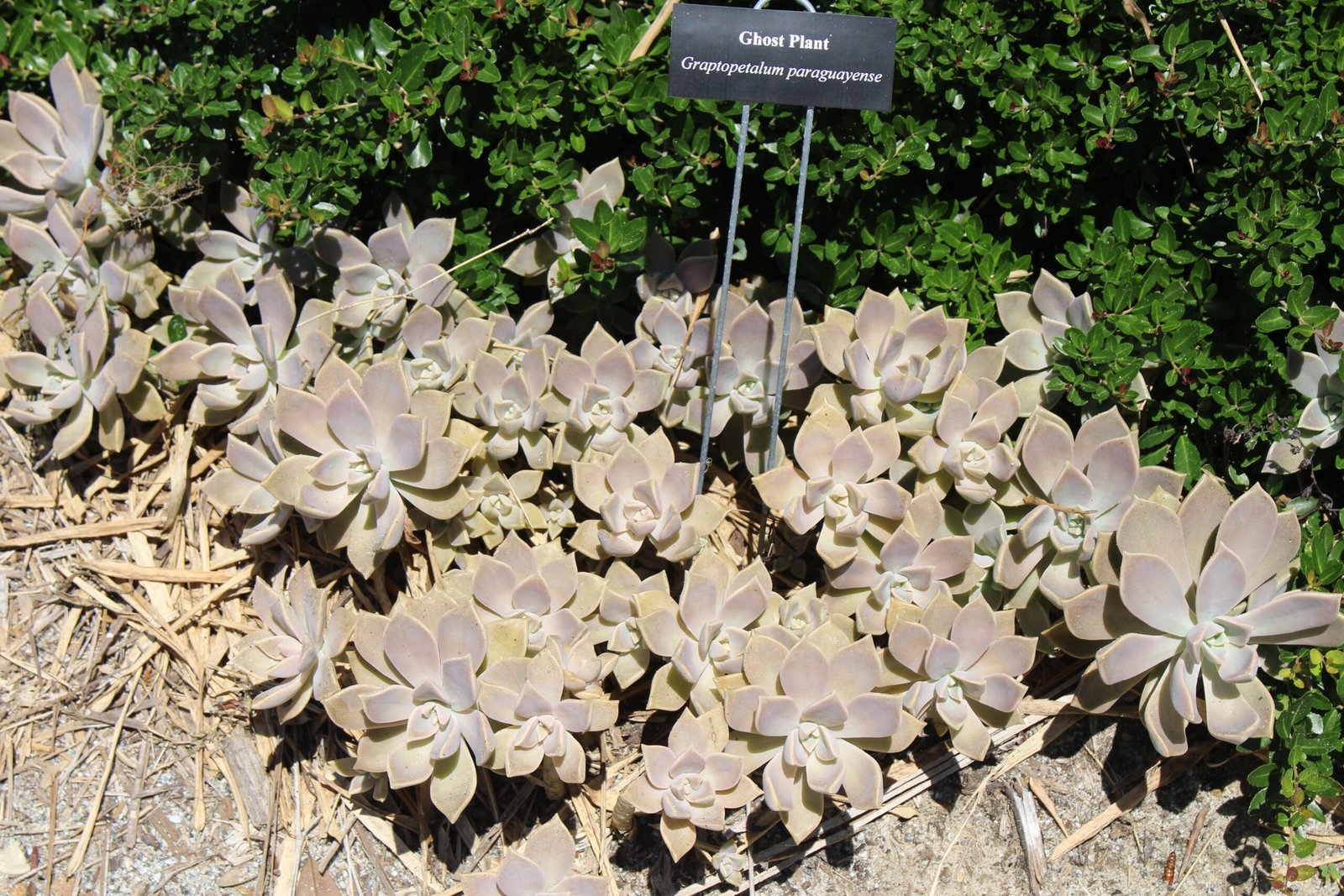 Ghost Plant
