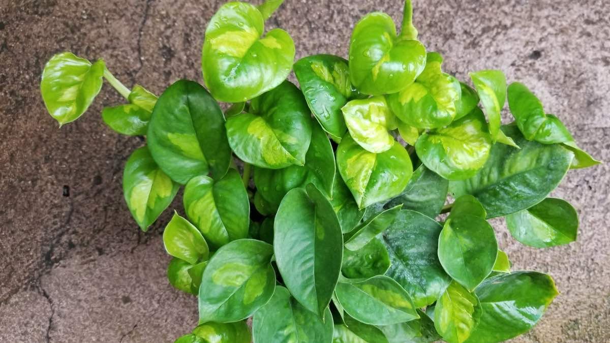 Global Green