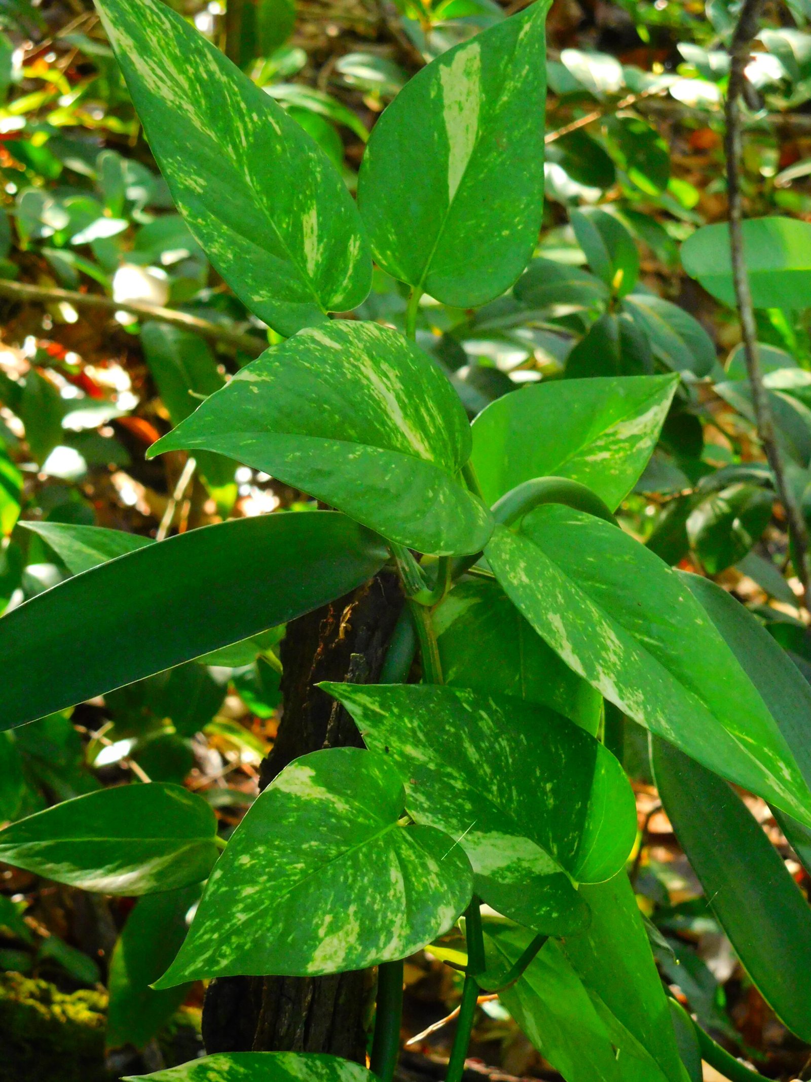 Golden Pothos