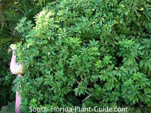 Green Arboricola