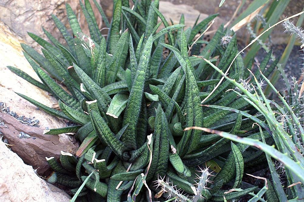 Gasteria