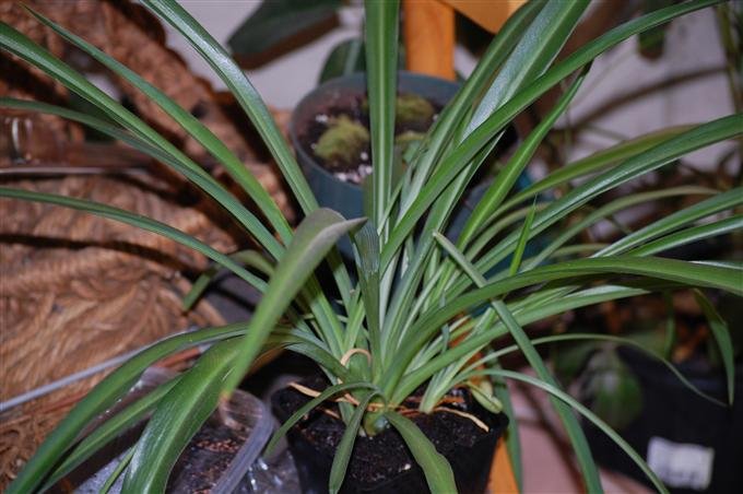 Green Spider Plant