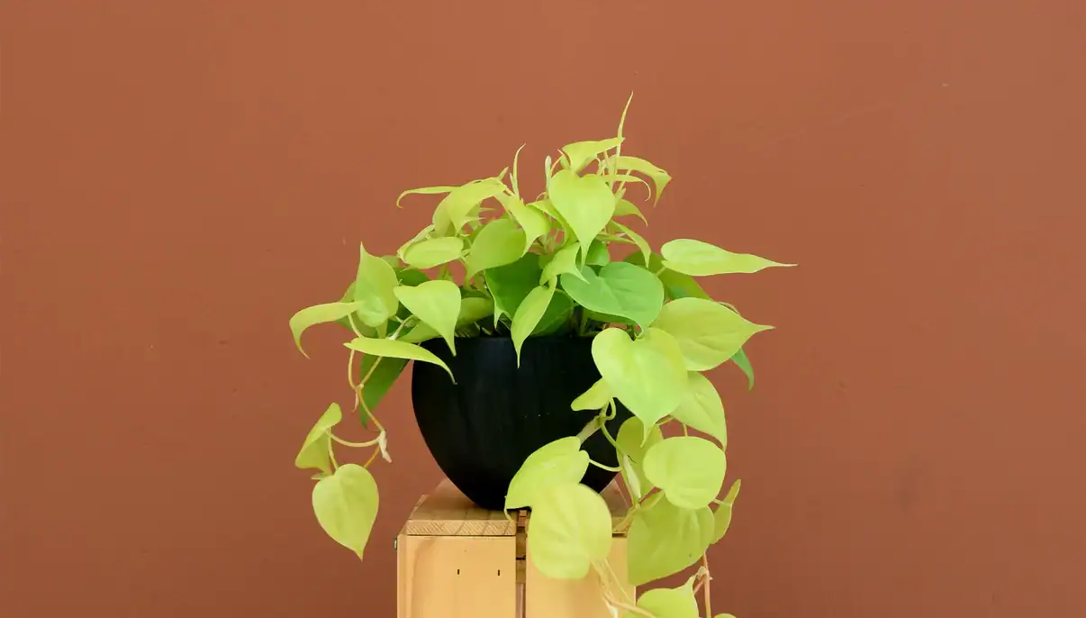 Jade