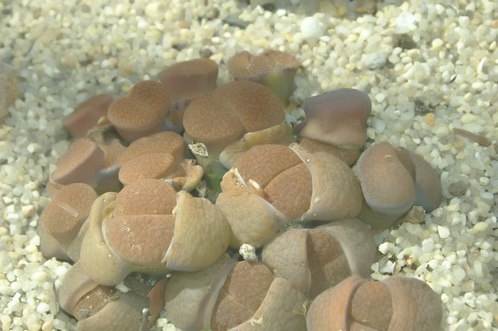 Lithops