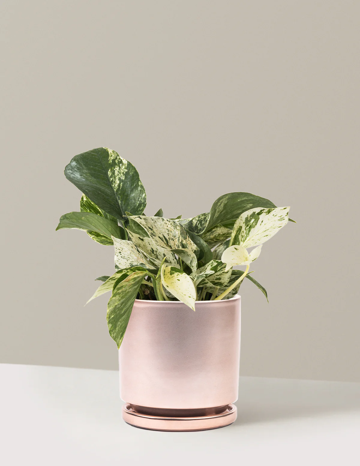 Marble Queen