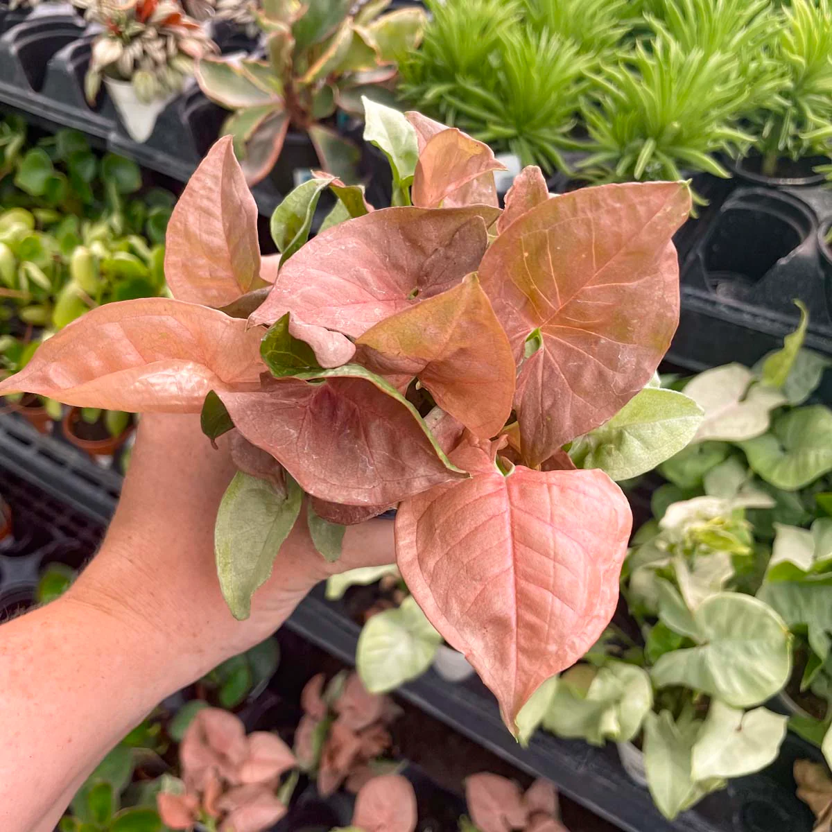 Neon Robusta
