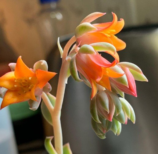 Orange Delight