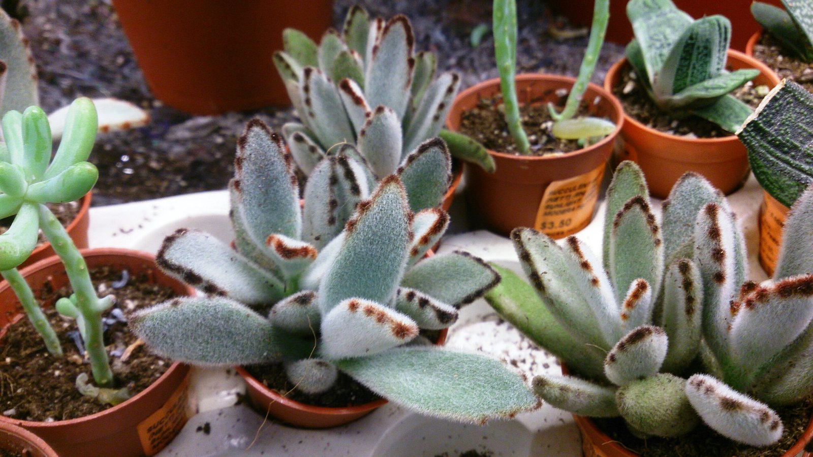 Panda Plant