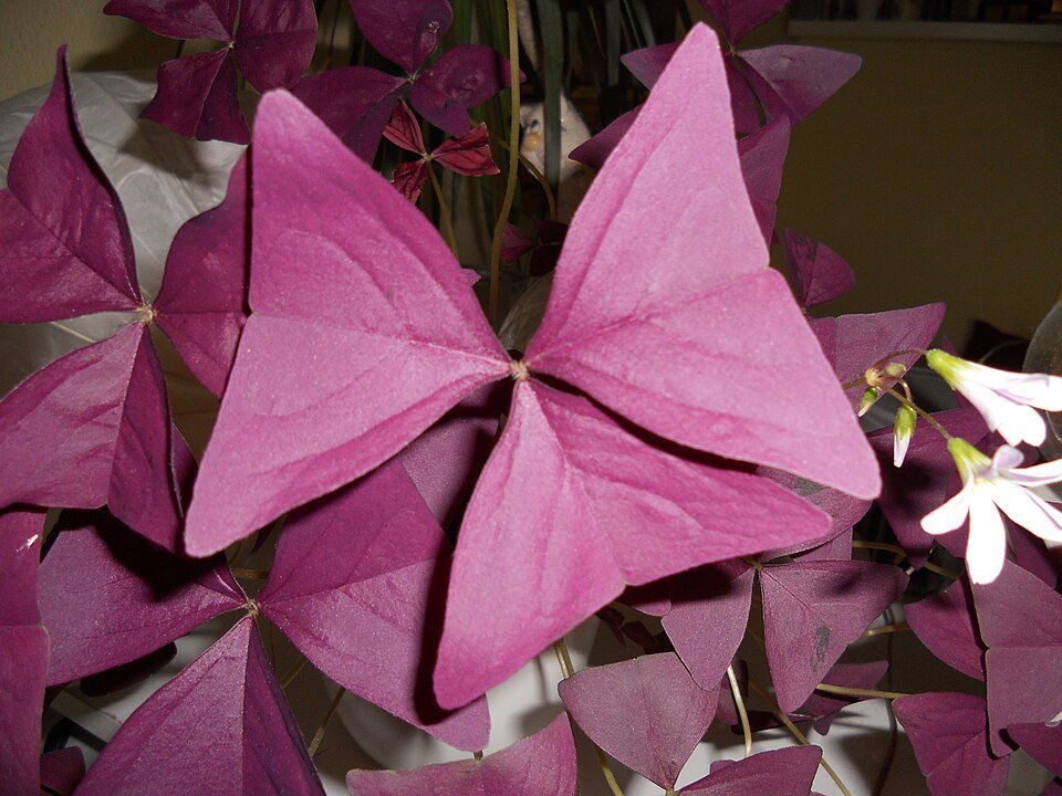 Pink Shamrock