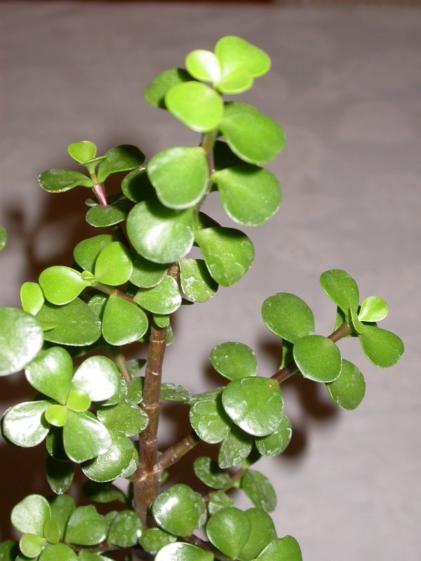 Portulacaria Afra