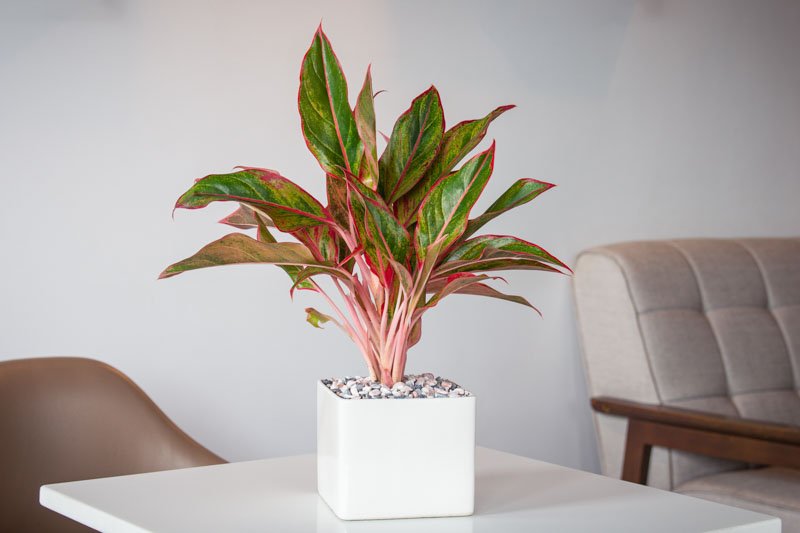 Red Siam Aglomena