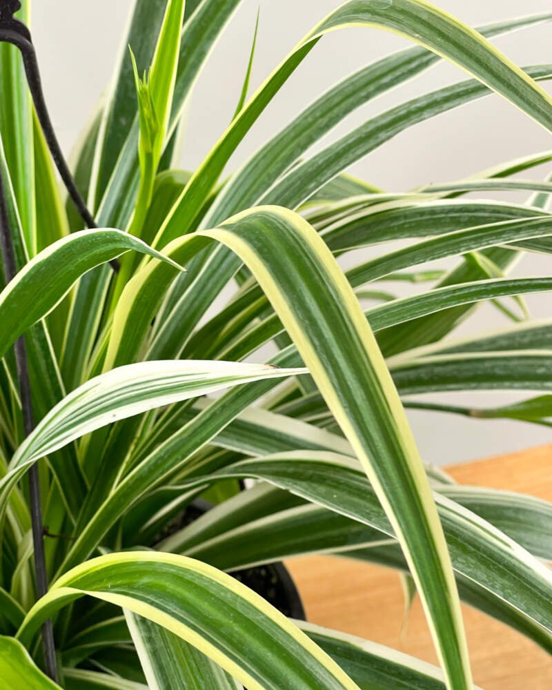 Reverse Variegated