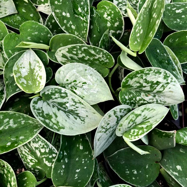 Silvery Ann