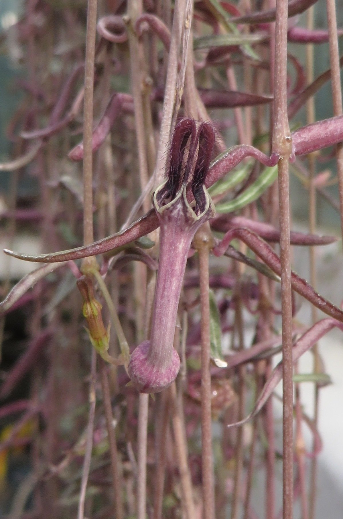 String of Needles