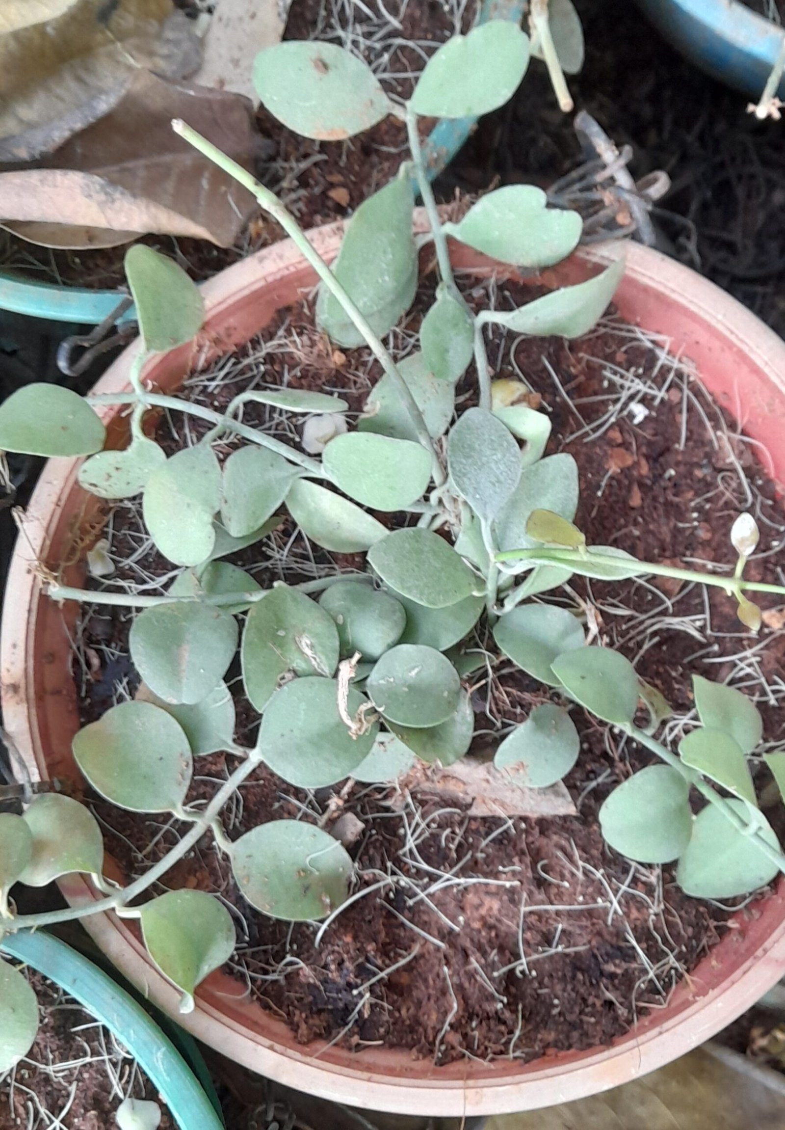 String of Nickels