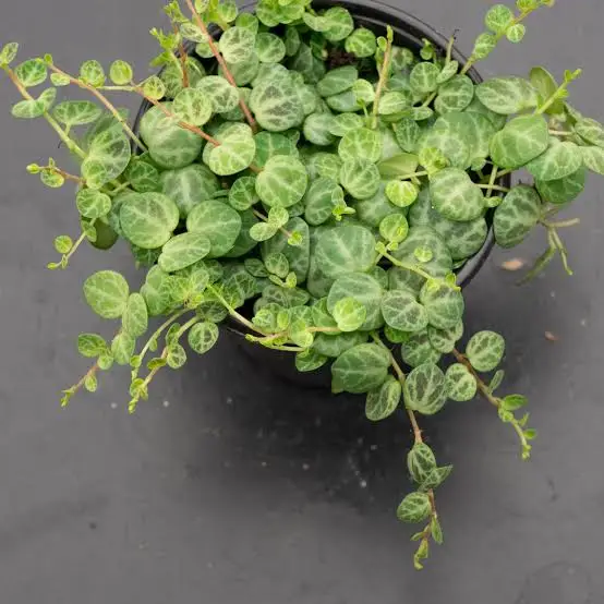 String of Turtles