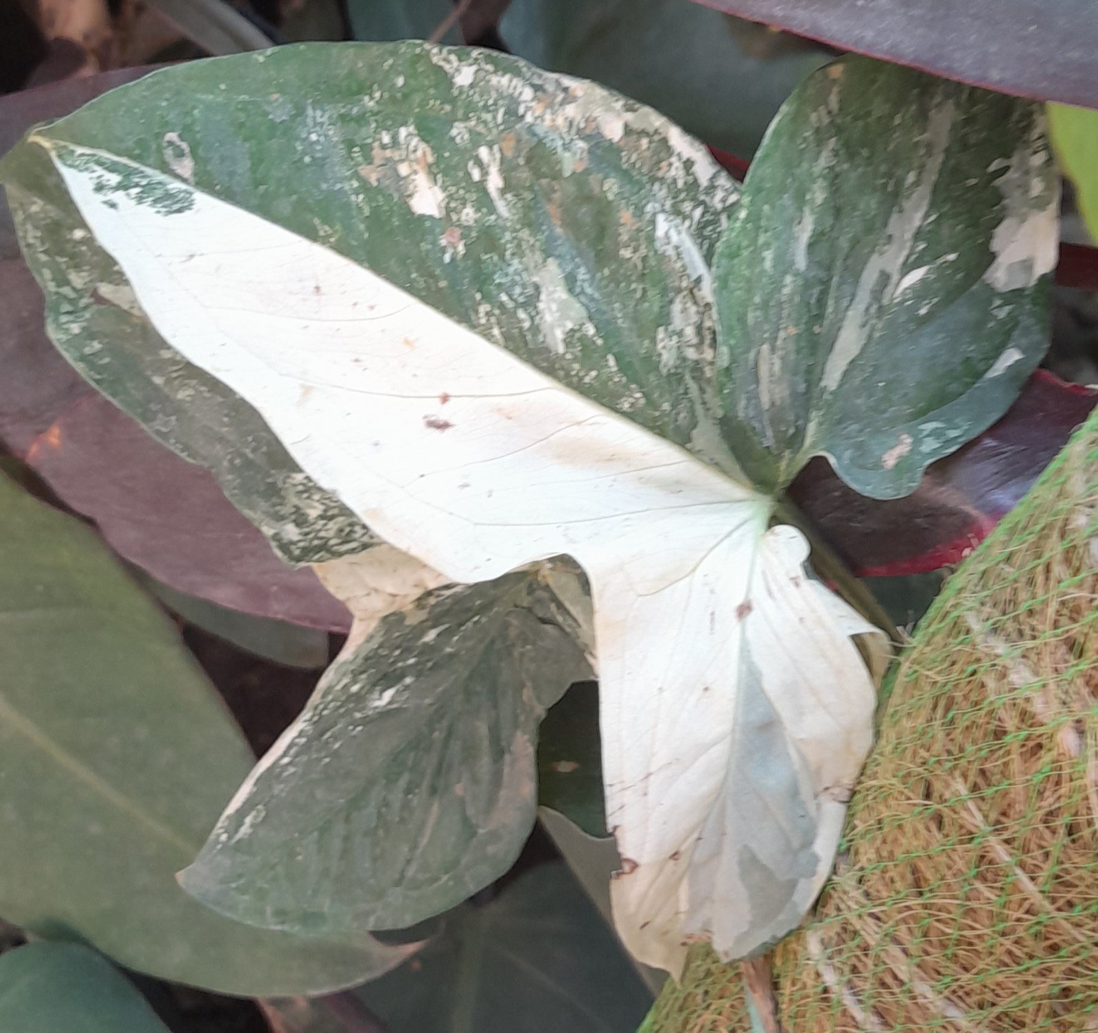 Syngonium Albo