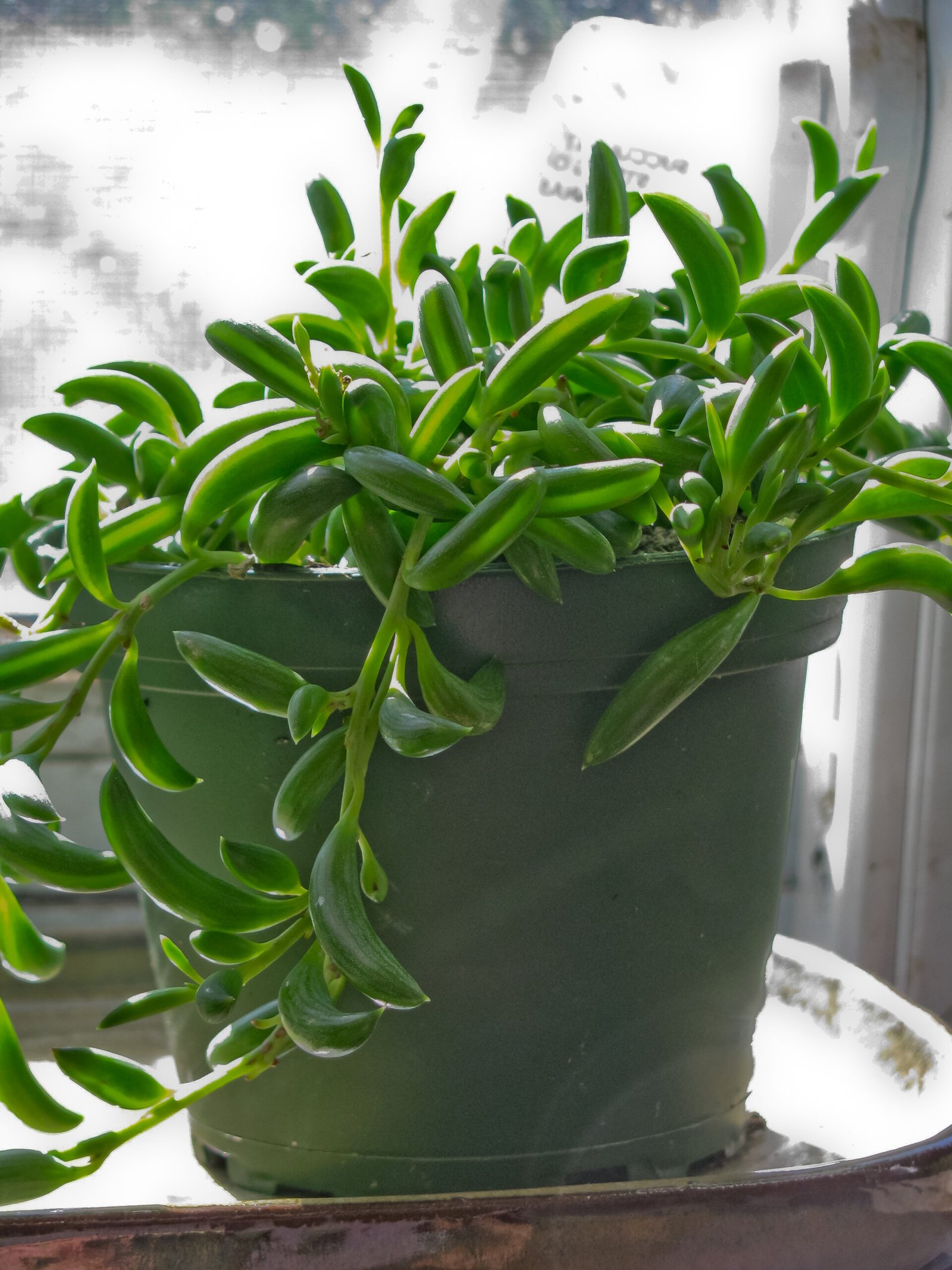 String of Bananas