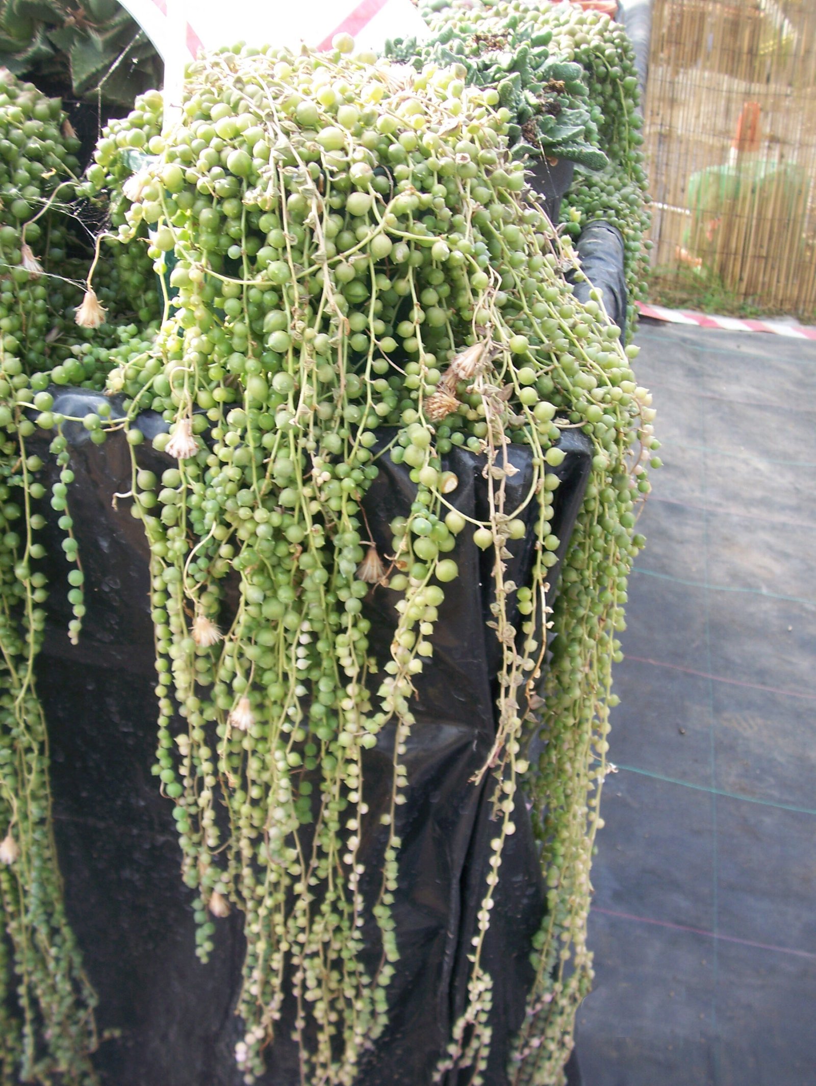 String of Beads