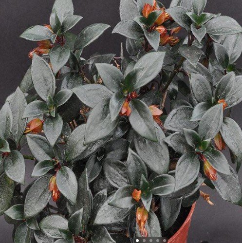 Tropicana