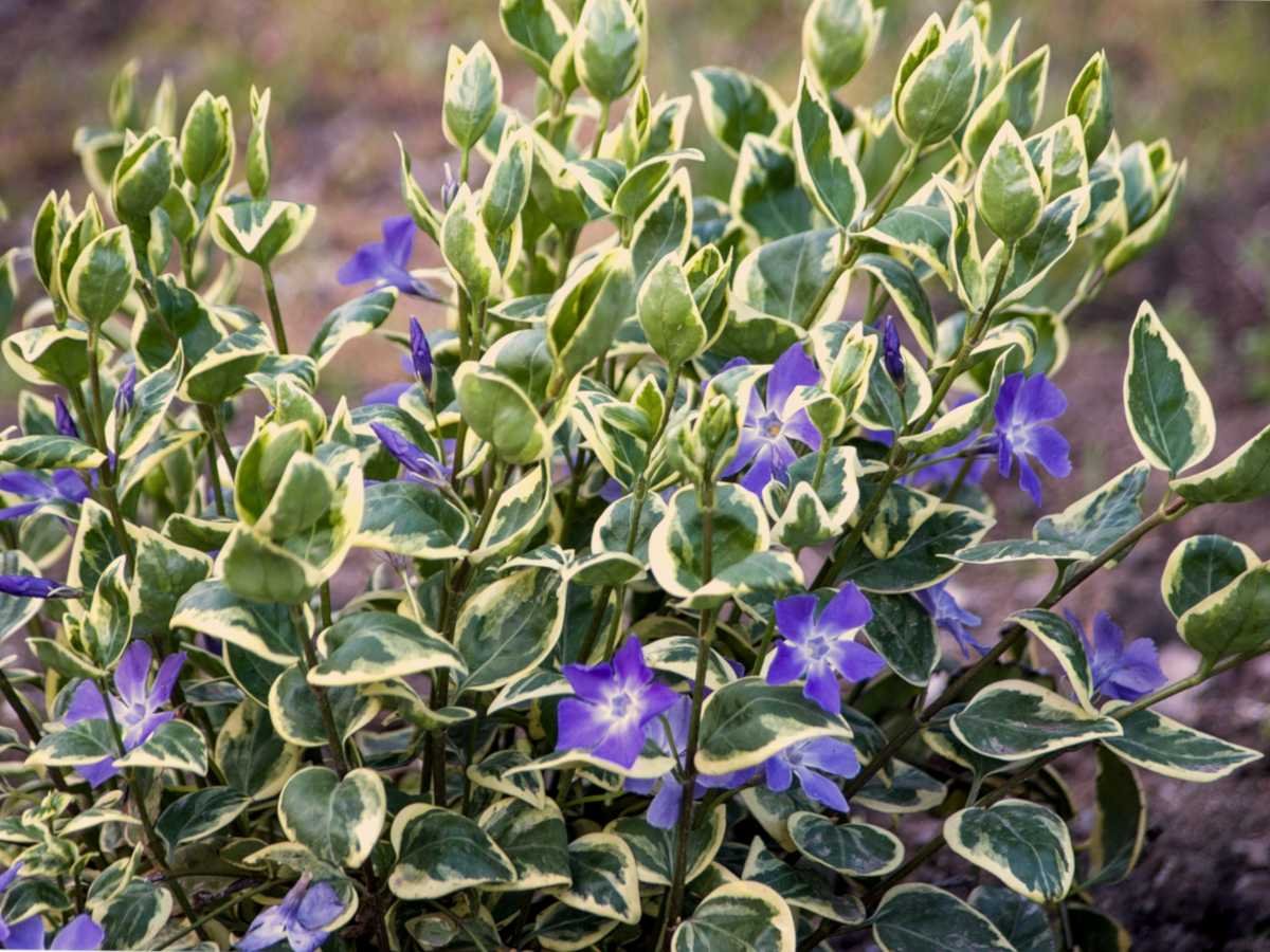 Variegata