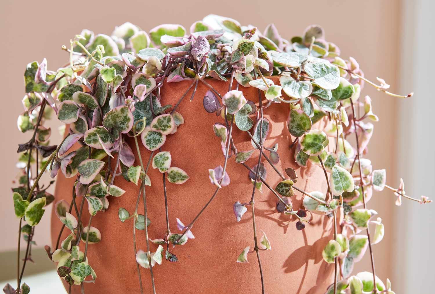 Variegated String of Hearts