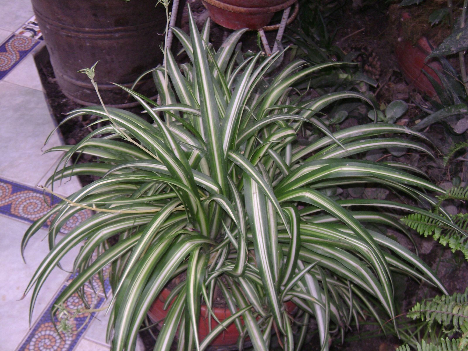 Vittatum
