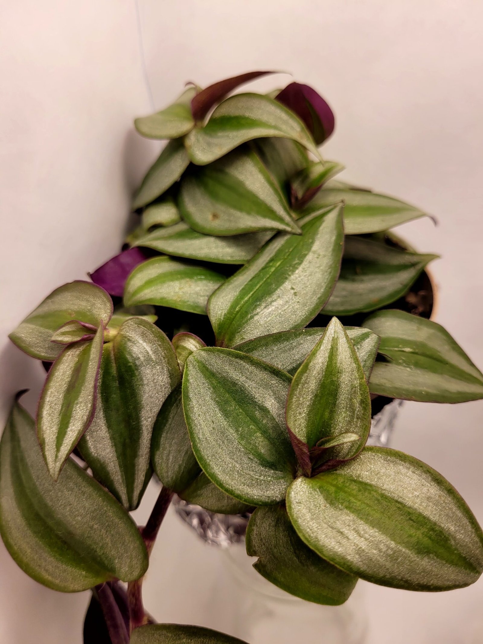 Zebrina