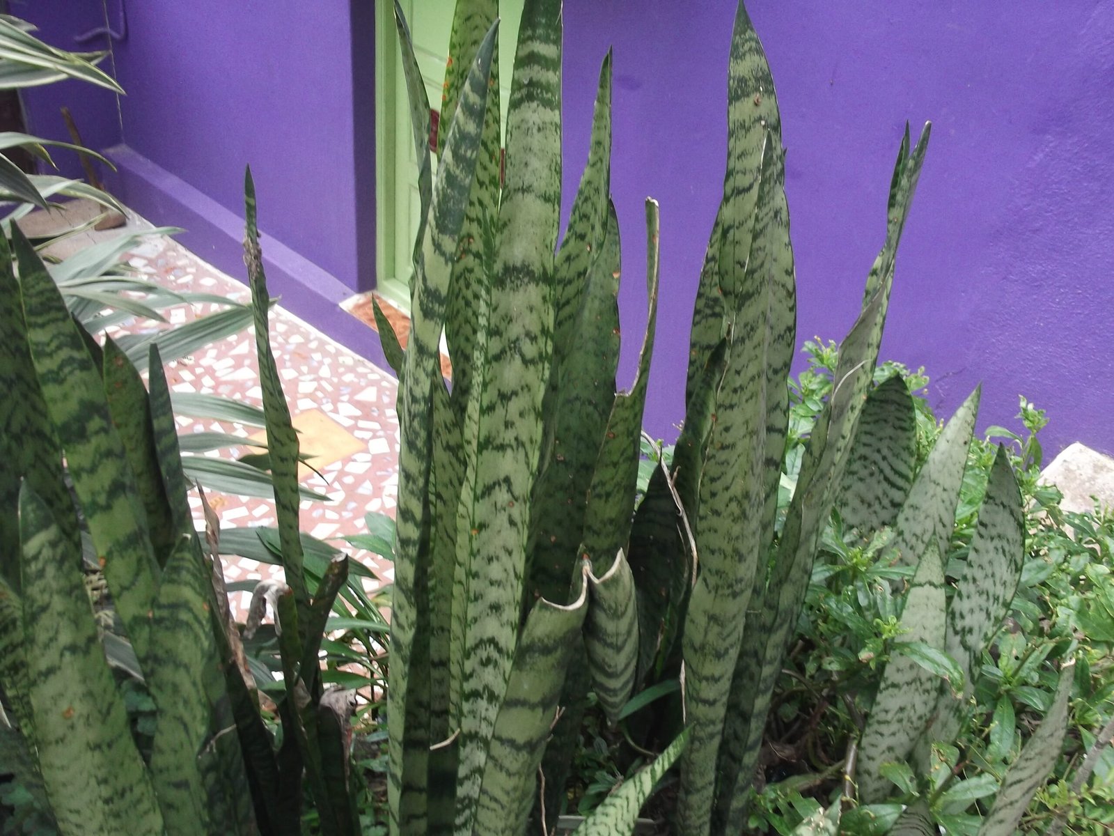 Zeylanica