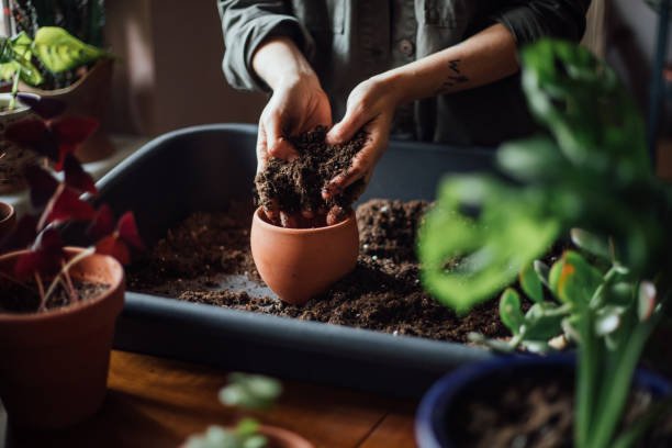 Plant repotting service