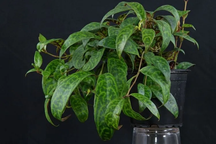 Zebra Vine